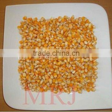 Yellow Maize for poultry feed