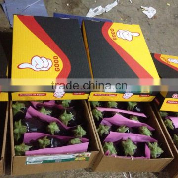 Fresh Style Eggplant (Rommy type)