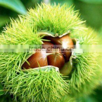 Bulk chestnut from China