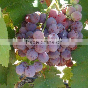 Tasty!! 2012 new arrival red globe grape(with seeds)