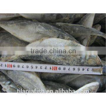 Good fresh jack mackerel wholesale