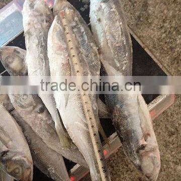 High Quality frozen Frozen Horse Mackerel with competitive prices