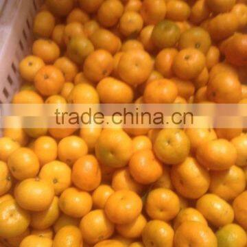 Fresh Baby mandarin orange