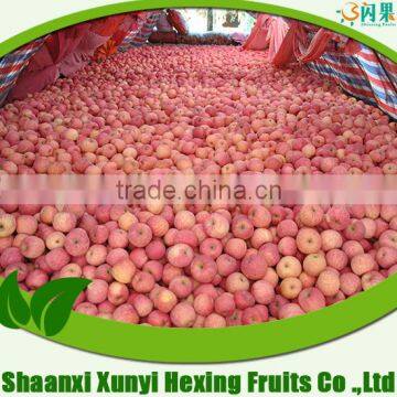 best quality sweet fuji apple/fresh red fruits/organic fuji apples in 2015