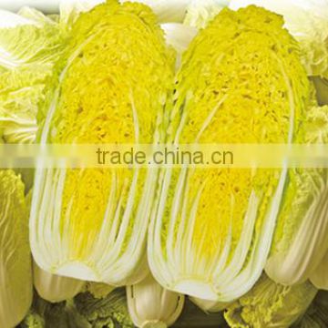 Hybrid Cabbage seeds for growing-Mini Yellow