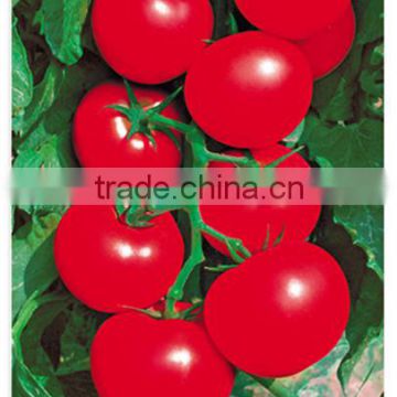 High Quality Wholesale Hybrid Tomato Seeds From China For Cultivation-Sky Fortune 518