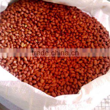 RAW BOLD PEANUT KERNEL FOR SUPPLY 40/50