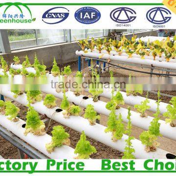 Film Cover Material and Multi-Span Agricultural Commercial Greenhouses photo-6