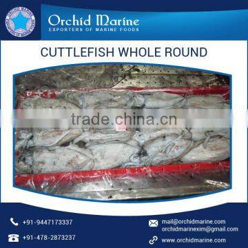 cuttlefish whole round