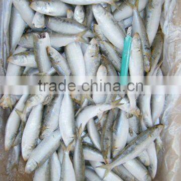 price fresh prawns of sardine