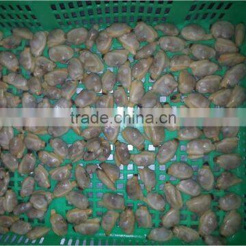 COOKED AND IQF FROZEN YELLOW CLAM MEAT