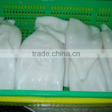 EU Standard Pacific Squid Tube photo-6