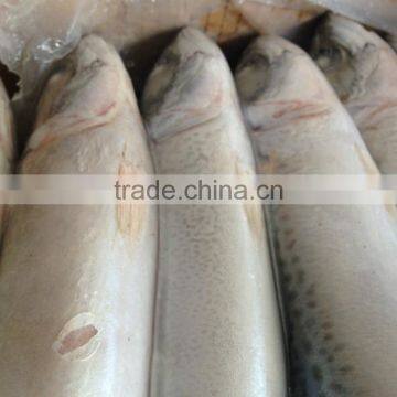 High quanlity product Pacific mackerel