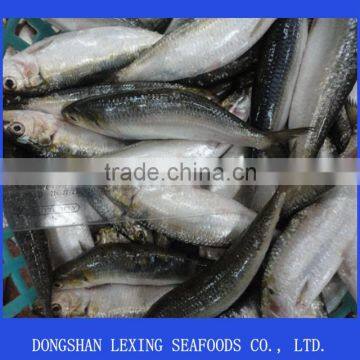 cheap sea frozen sardine fish