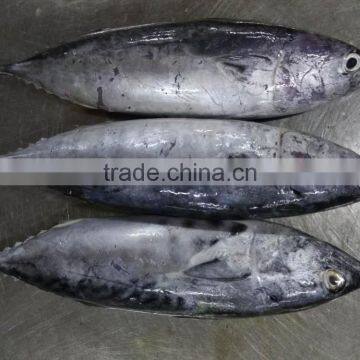 Fresh New Season Frozen Skipjack Tuna , Bonito Whole Round photo-3
