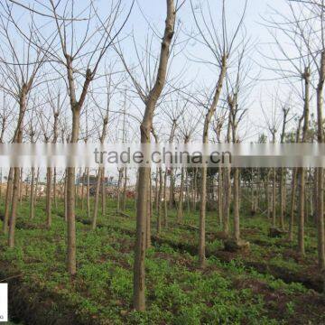 Delonix Regia Trees photo-2