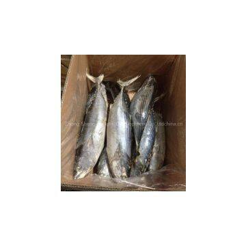 Supply Belted Bonito