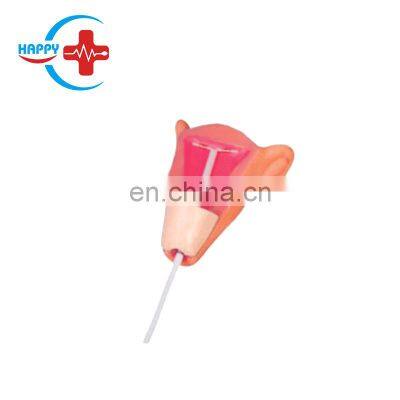 HC-S326 Advanced female uterine contraception device teaching uterus model