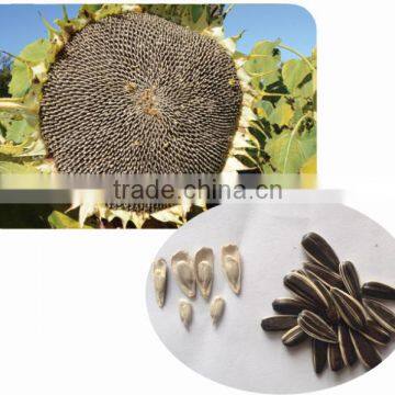 3089 Chinese bulk sunflower seeds