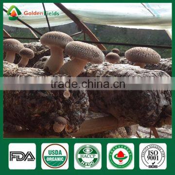 Stump Mushrooms,Shiitake Mushroom Plugs,Shiitake Log photo-5