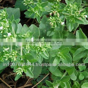 Stevia Leaves