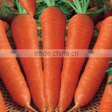 Fresh Carrot India/Fresh New Crop 2016 Carrot