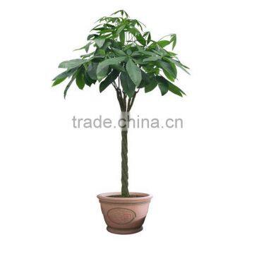 Tissue culture plug plants money tree for decorative