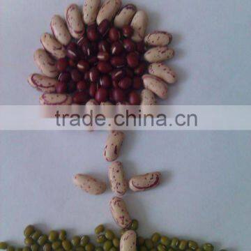 Light Speckled Kidney Bean ( long shape,2010 crop,yian origin)