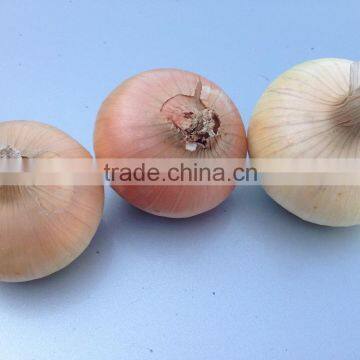 Fresh Onion From Egypt High Quality