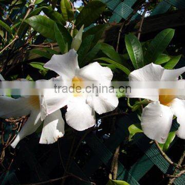 Mandevilla boliviensis Dipladenia White Mandevilla White