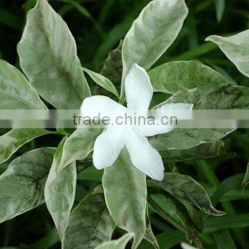 Tabernaemontana coronaria variegata Tagar Variegated