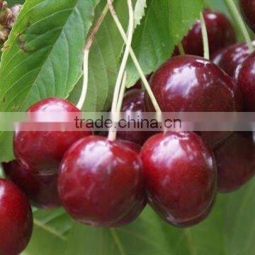 Cherry tree seedling