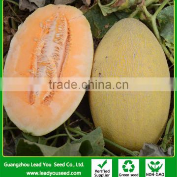 SM08 Iphonemi no.42 early maturity hami melon seeds, hybrid melon seeds