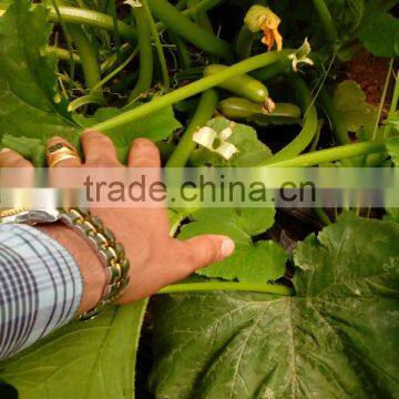 JSQ04 High Yield Nick No. 8 Planting in Zucchini Seeds, Squash Seeds f1 photo-3