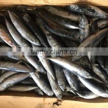 Land Frozen Fish 150g/250g Bonito Tuna for Sale photo-3