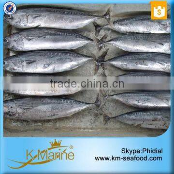 Whole Frozen Frigate Tuna photo-5