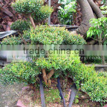 Syzygium buxifolium good bosnai trees cold hardy