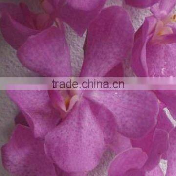 Fresh cut orchids, mokara orchids, fresh cut stem