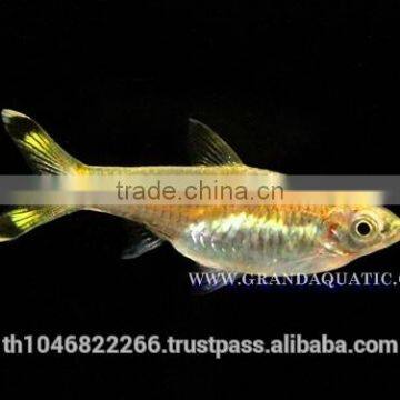 Rasbora Fish For Sale and Export photo-3
