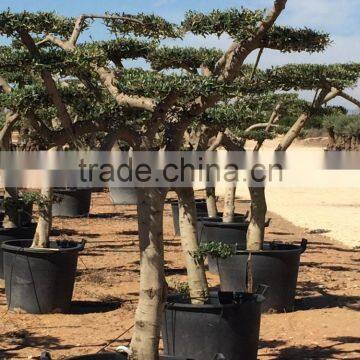 Olive Tree - Olea Europaea Mini Pompon photo-3