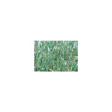 Straight and Curly Yarn Synthetic Commercial Artificial Grass for Home 35mm 11000Dtex