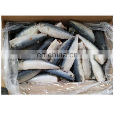 Chinese Factory Frozen Mackerel HGT Pacific Mackerel Fish