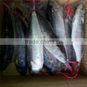 Frozen Spanish Mackerel for Sale or Scomberomorus Niphonius photo-4