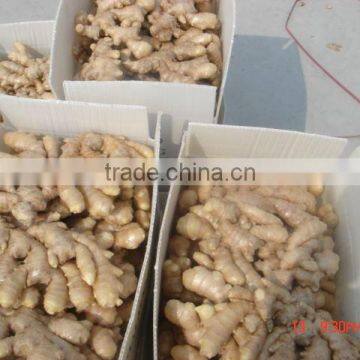 Chinese fresh old ginger