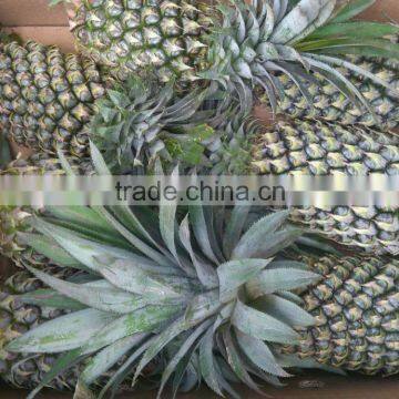 BEST PRICE VIETNAM FRESH PINEAPPLE