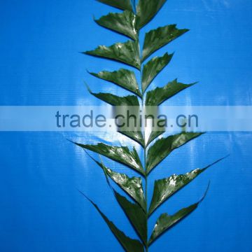 Wide varieties hotsell cutting cut foliage