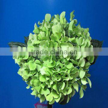 High grade wholesale price green hydrangeas from kunming