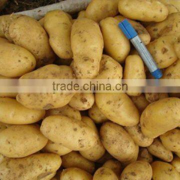 Sell 2012 new crop potato