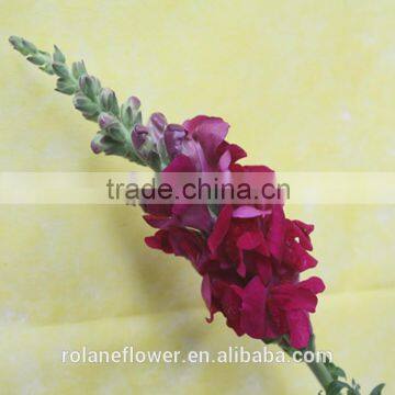 fresh cut flowers purple antirrhinum for Elegant party stage or backdrop decoration