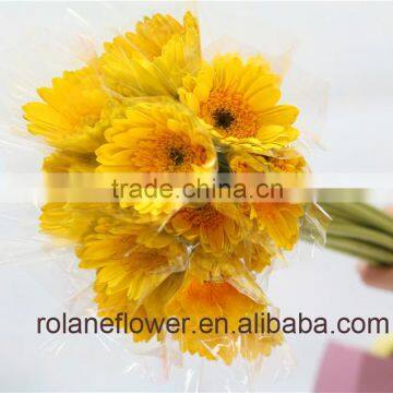 Low Price And Best Quality Fresh Gerbera Fresh Cut Flowers For Wedding - Sunshine Coast